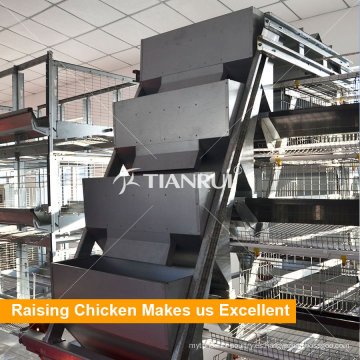 Sistema automático de alimentación de pollo con capa de aves de corral para granja